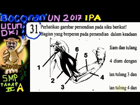 Detail Perhatikan Gambar Persendian Berikut Nomer 16