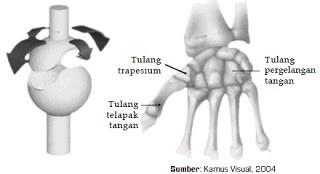 Detail Perhatikan Gambar Persendian Berikut Nomer 46