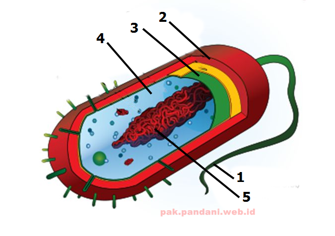 Detail Perhatikan Gambar Sel Bakteri Disamping Nomer 3