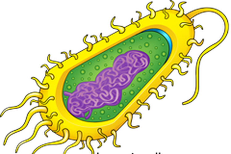 Detail Perhatikan Gambar Sel Bakteri Disamping Nomer 18