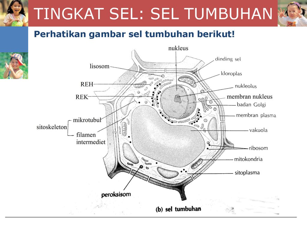 Detail Perhatikan Gambar Sel Tumbuhan Berikut Nomer 16