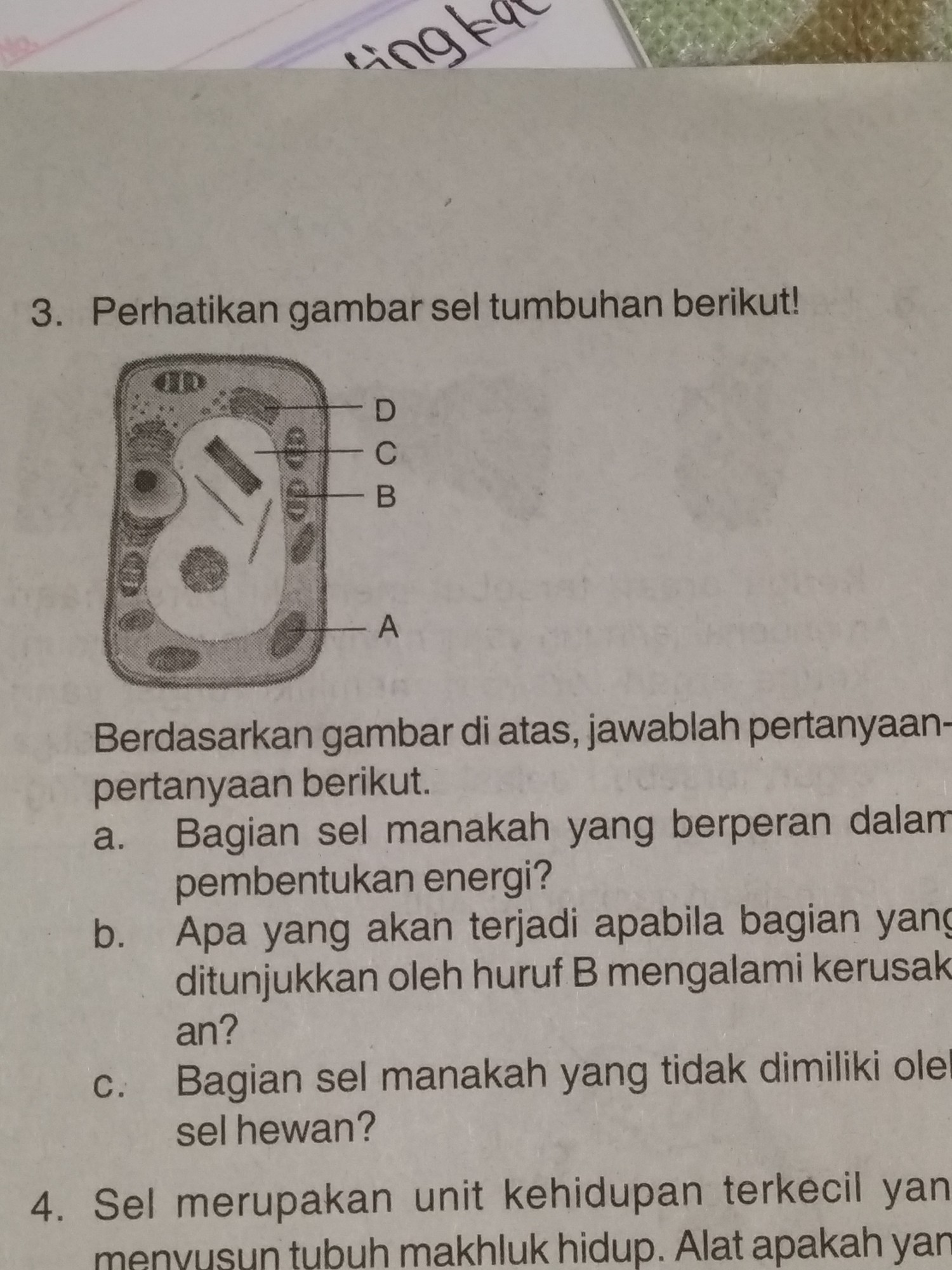 Detail Perhatikan Gambar Sel Tumbuhan Berikut Nomer 20