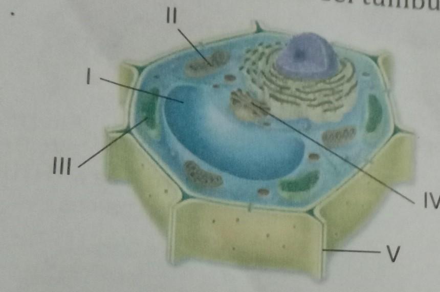 Detail Perhatikan Gambar Sel Tumbuhan Berikut Nomer 21