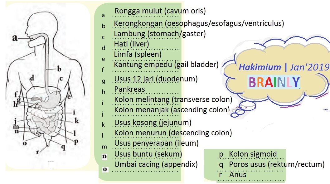 Detail Perhatikan Gambar Sistem Pencernaan Di Bawah Ini Nomer 2