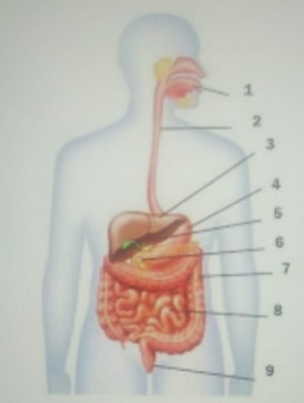 Detail Perhatikan Gambar Sistem Pencernaan Di Bawah Ini Nomer 21