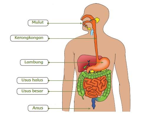 Detail Perhatikan Gambar Sistem Pencernaan Di Bawah Ini Nomer 28