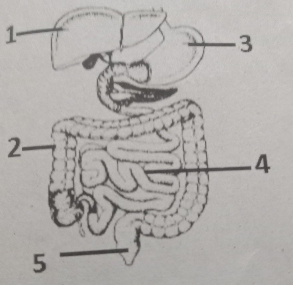 Detail Perhatikan Gambar Sistem Pencernaan Di Bawah Ini Nomer 41