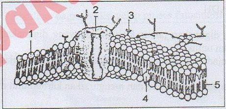 Detail Perhatikan Gambar Struktur Membran Sel Berikut Nomer 12