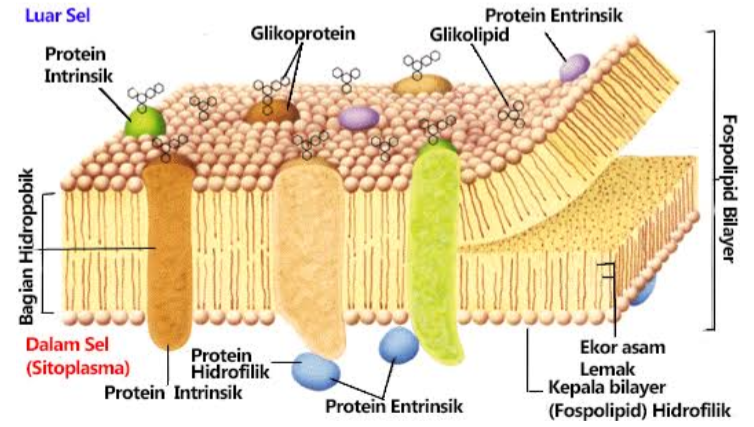 Detail Perhatikan Gambar Struktur Membran Sel Berikut Nomer 17