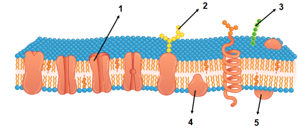 Detail Perhatikan Gambar Struktur Membran Sel Berikut Nomer 3