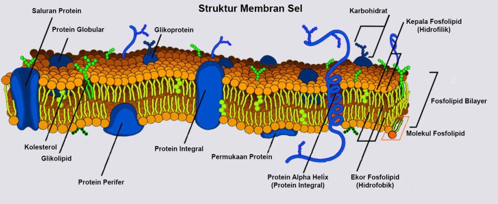 Detail Perhatikan Gambar Struktur Membran Sel Berikut Nomer 33