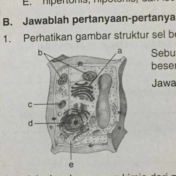 Detail Perhatikan Gambar Struktur Membran Sel Berikut Nomer 36