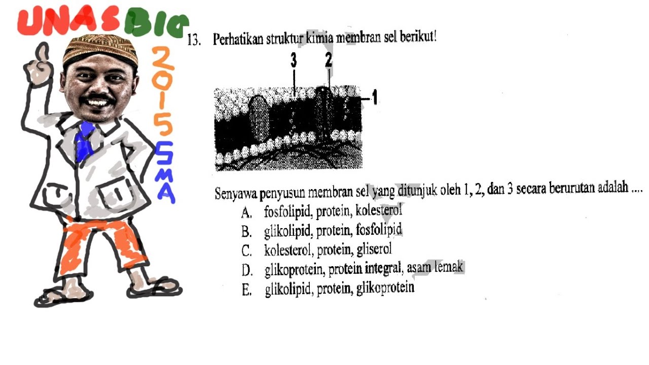 Detail Perhatikan Gambar Struktur Membran Sel Berikut Nomer 38