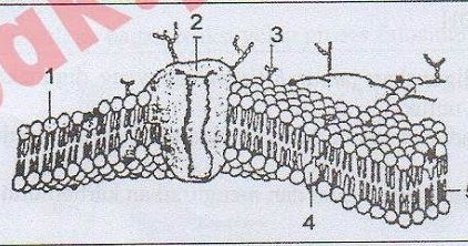 Detail Perhatikan Gambar Struktur Membran Sel Berikut Nomer 40