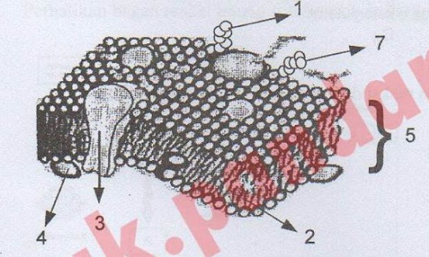 Detail Perhatikan Gambar Struktur Membran Sel Berikut Nomer 8