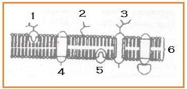 Detail Perhatikan Gambar Struktur Membran Sel Berikut Nomer 9