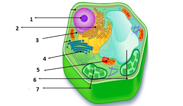 Detail Perhatikan Gambar Susunan Sel Sel Daun Nomer 31