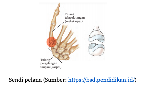 Detail Persendian Seperti Pada Gambar Merupakan Sendi Nomer 15