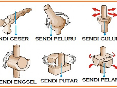 Detail Persendian Seperti Pada Gambar Merupakan Sendi Nomer 18