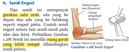 Detail Persendian Seperti Pada Gambar Merupakan Sendi Nomer 22
