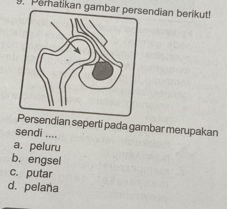 Detail Persendian Seperti Pada Gambar Merupakan Sendi Nomer 3
