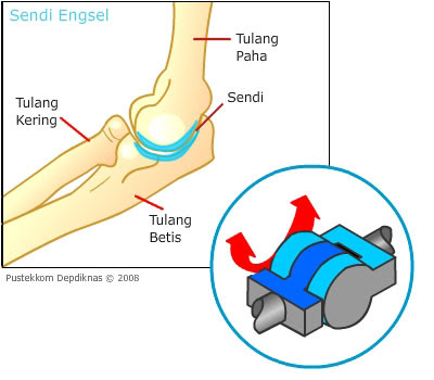Detail Persendian Seperti Pada Gambar Merupakan Sendi Nomer 5