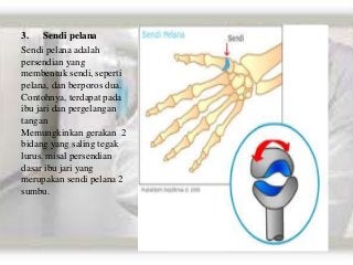 Detail Persendian Seperti Pada Gambar Merupakan Sendi Nomer 48