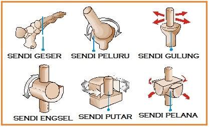 Detail Persendian Seperti Pada Gambar Merupakan Sendi Nomer 9