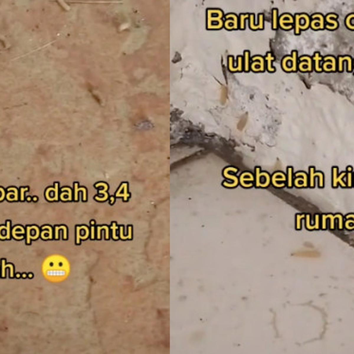 Detail Pertanda Apa Tiba Tiba Ada Belatung Di Rumah Nomer 4