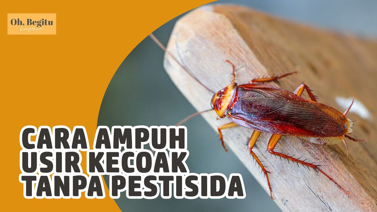 Pertanda Apa Tiba Tiba Banyak Kecoa Di Rumah - KibrisPDR