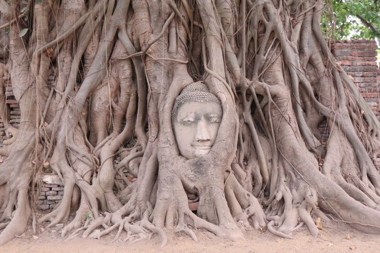 Detail Pohon Bodhi Adalah Nomer 12