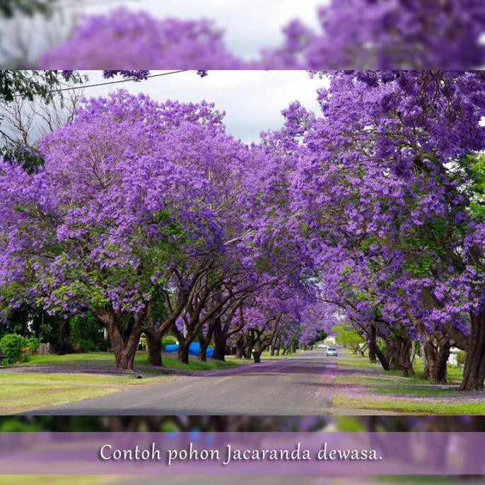 Detail Pohon Jacaranda Ungu Nomer 2