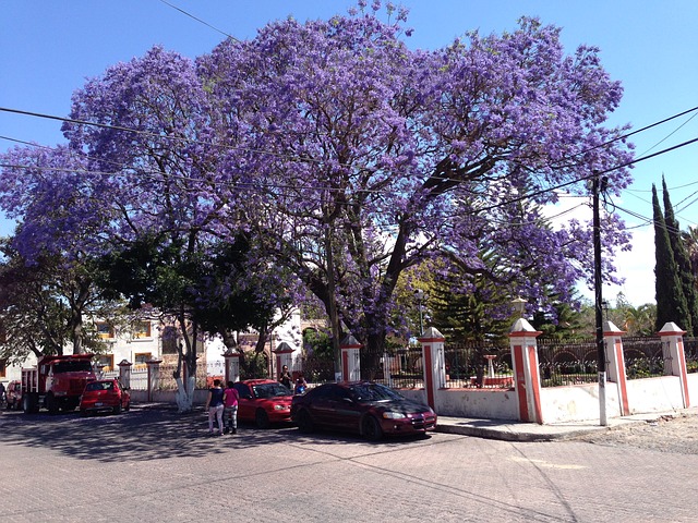 Detail Pohon Jacaranda Ungu Nomer 25