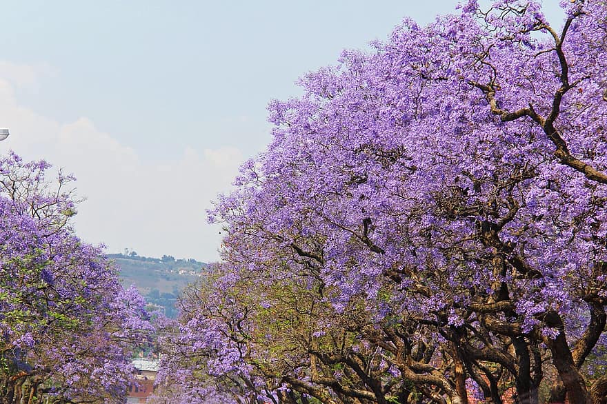 Detail Pohon Jacaranda Ungu Nomer 34