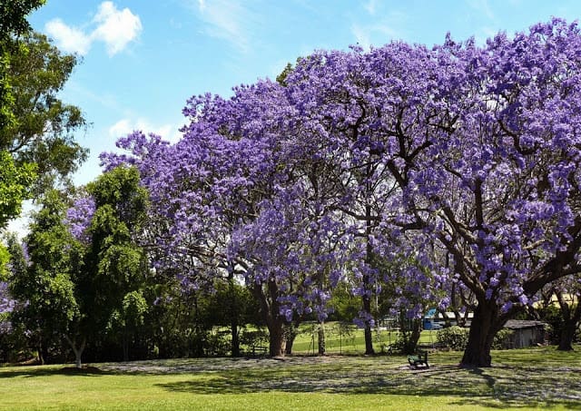 Detail Pohon Jacaranda Ungu Nomer 35