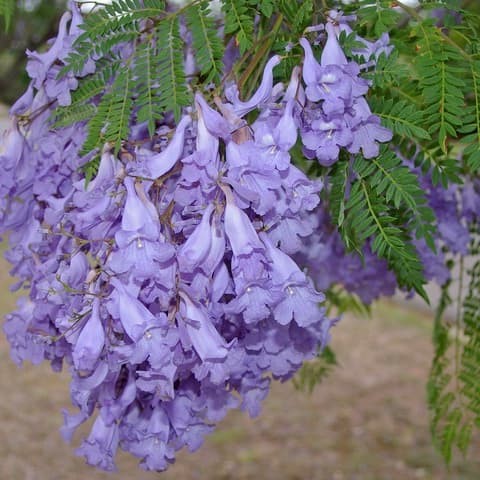 Detail Pohon Jacaranda Ungu Nomer 6