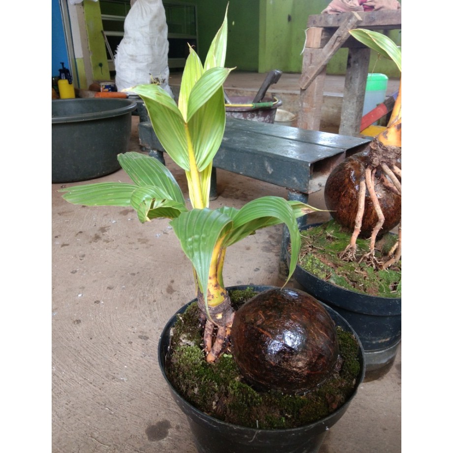 Pohon Kelapa Bonsai - KibrisPDR