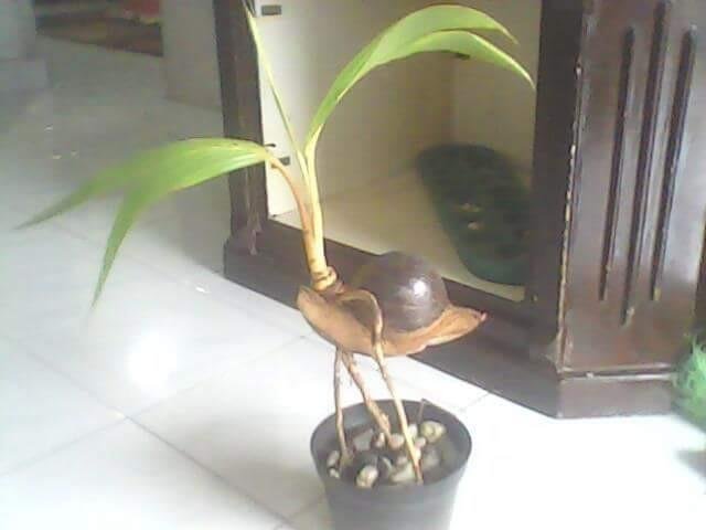 Detail Pohon Kelapa Bonsai Nomer 41