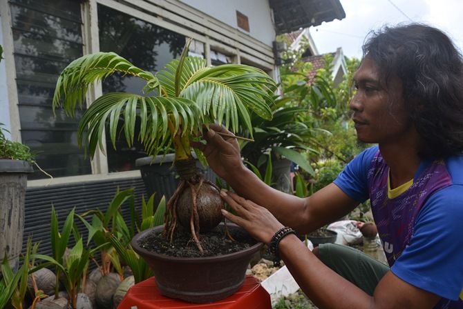 Detail Pohon Kelapa Bonsai Nomer 42