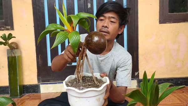 Detail Pohon Kelapa Bonsai Nomer 6