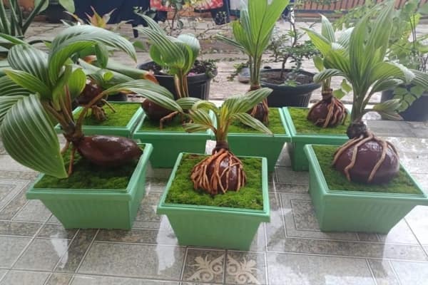 Detail Pohon Kelapa Bonsai Nomer 10