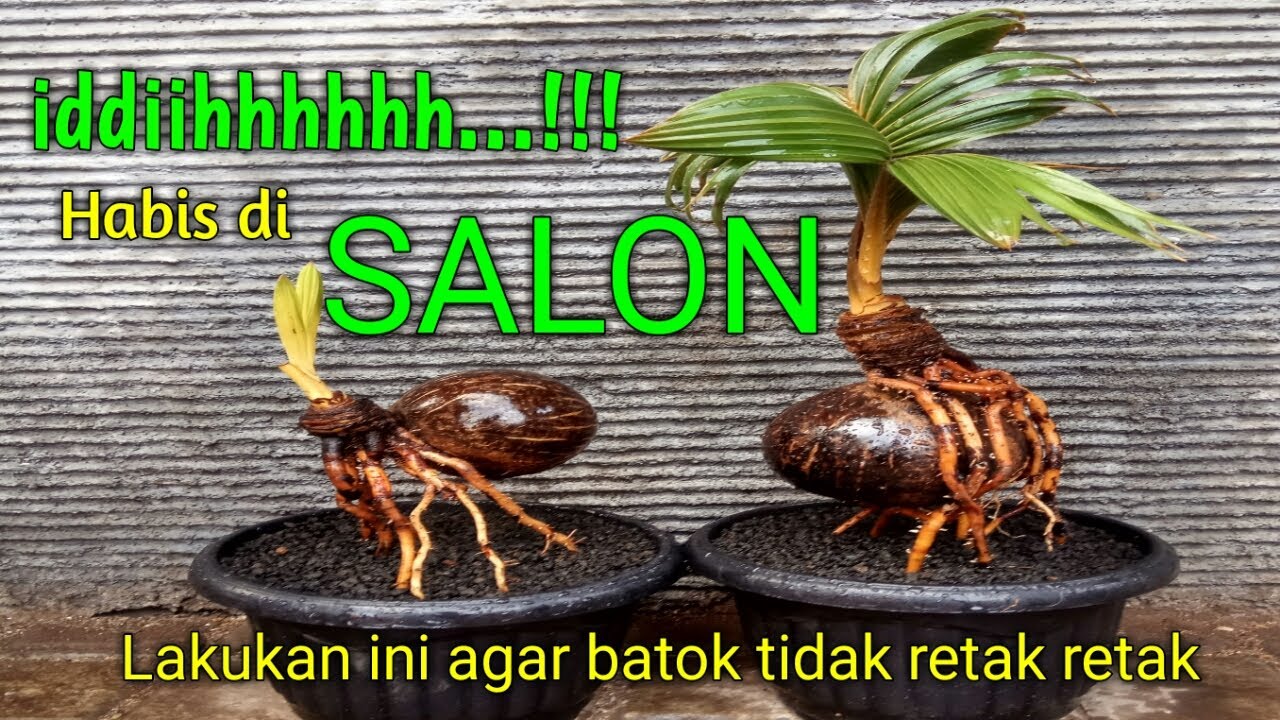 Detail Pohon Kelapa Kerdil Nomer 49