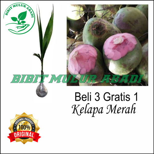 Detail Pohon Kelapa Logo Nomer 24