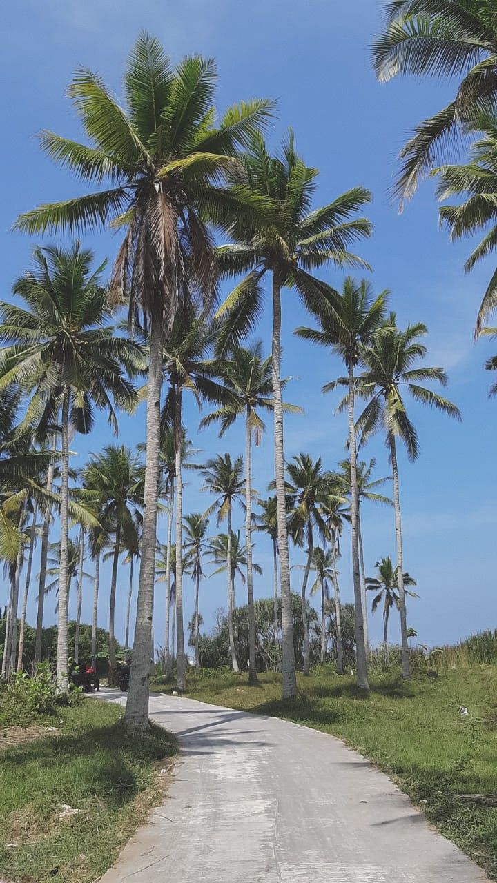 Detail Pohon Kelapa Pantai Nomer 10