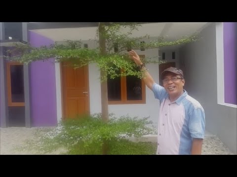 Detail Pohon Ketapang Kencana Depan Rumah Nomer 18