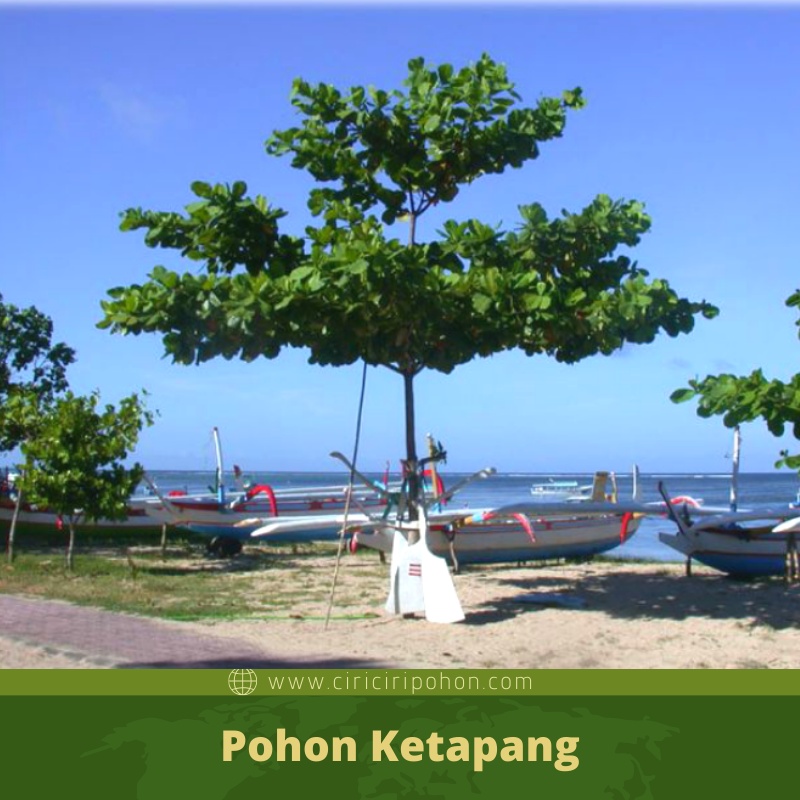 Detail Pohon Ketapang Png Nomer 11