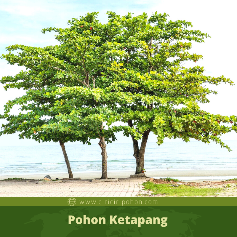 Detail Pohon Ketapang Png Nomer 28