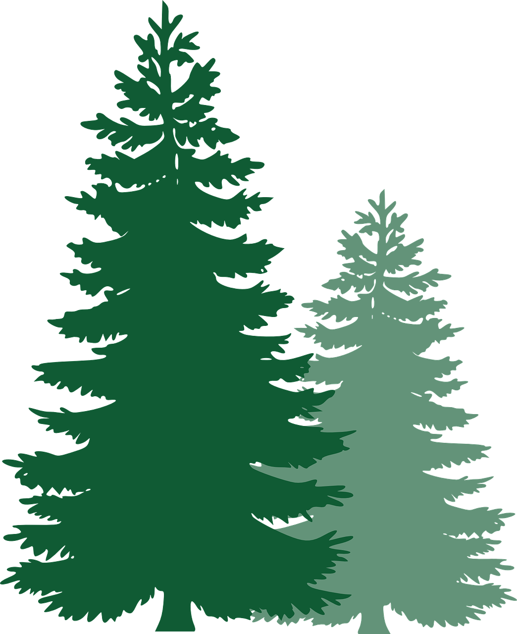 Pohon Pinus Vektor - KibrisPDR