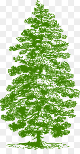 Detail Pohon Pinus Vektor Nomer 11