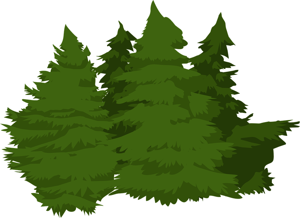 Detail Pohon Pinus Vektor Nomer 18
